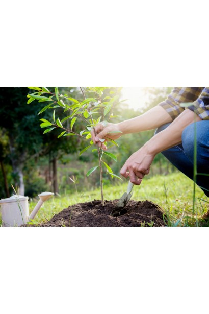 Біостимулятор Радіфарм купити за низькою ціною в Києві